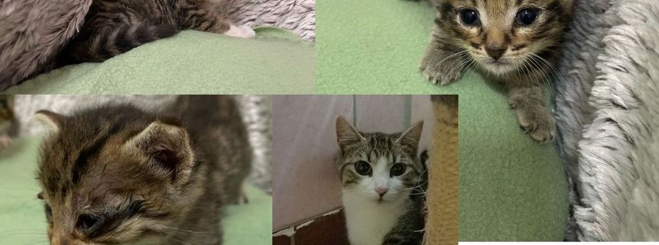 Fundkatze mit Kitten sucht ihr Zuhause!