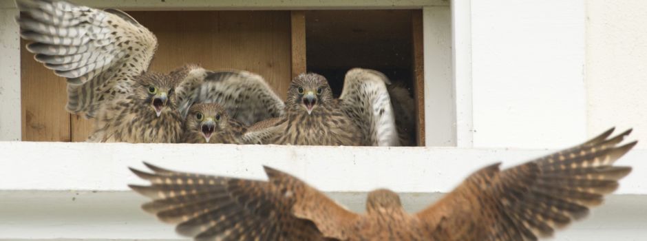 Gefährdete Greifvögel haben sich im Mainzer Dom eingenistet