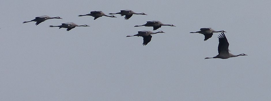 Kranichzug im Ostenholzer Moor