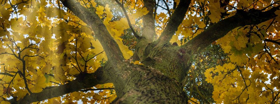 Baumfällarbeiten in Wiesbaden