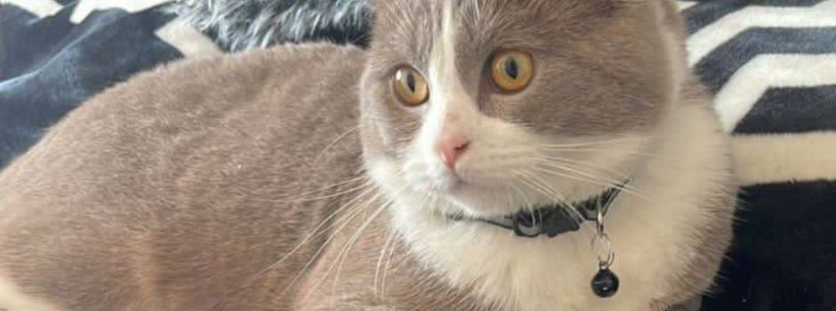 Kater ist wieder da