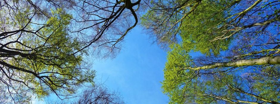 Neue Baumschutzsatzung