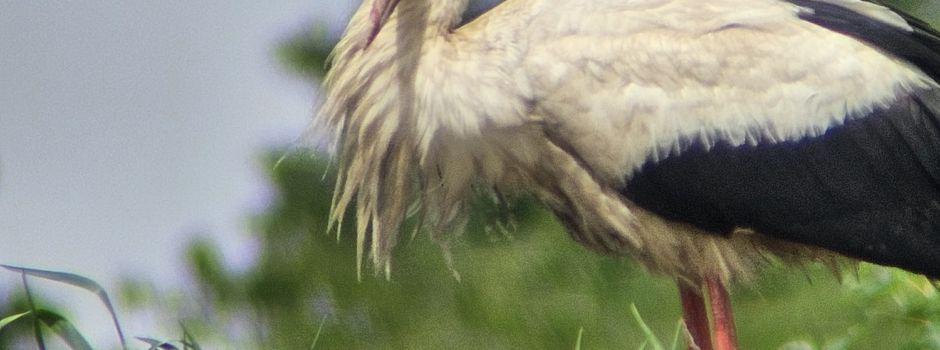 2 Storchenküken zeigen sich!