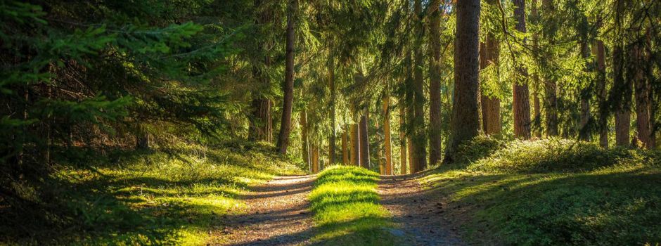 Forstamt Hachenburg lädt zu den Deutschen Waldtagen zum Thema Artenvielfalt im Wald ein