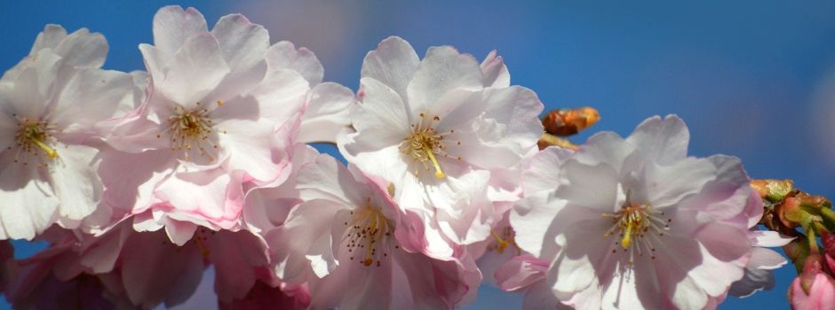 Sonnenschein und Blumenpracht hat der Frühling uns gebracht.