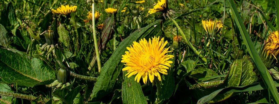 Kräuterrundgang in Barnstedt