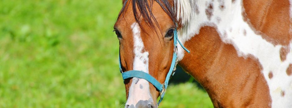 Reiterin (16) wird von Autofahrer abgedrängt und stürzt
