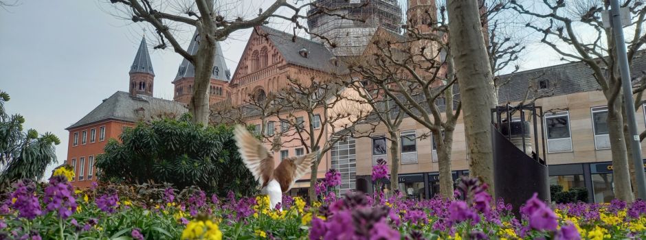 Landesgartenschau: Wo sie in Mainz stattfinden könnte