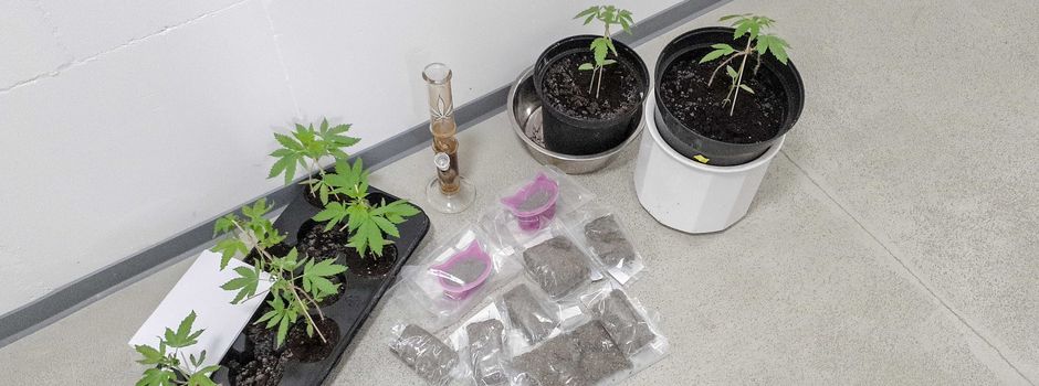 Cannabispflanzen gefunden