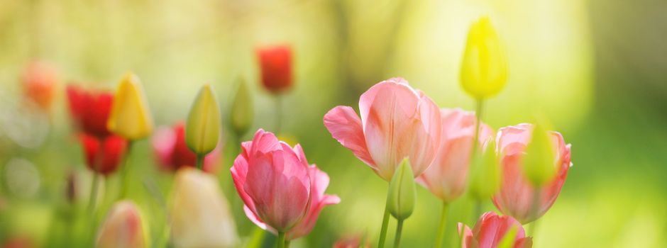 Frühlingsbasar im Tannenhof