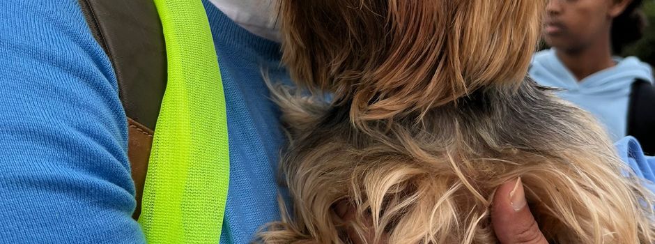 Besitzer gefunden: Yorkshire Terrier in Niddatal