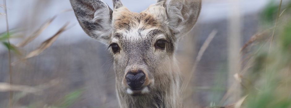 Achtung! Ab HEUTE Jagd!