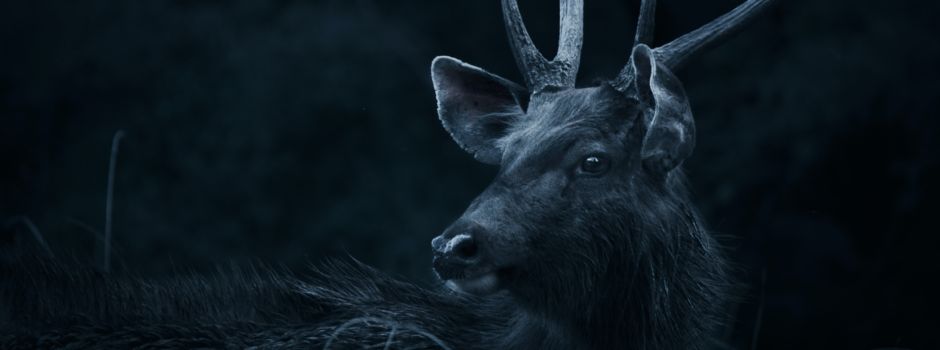 Polizei warnt vor Wildunfällen