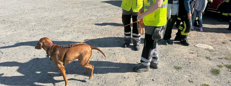 Helfer auf vier Pfoten