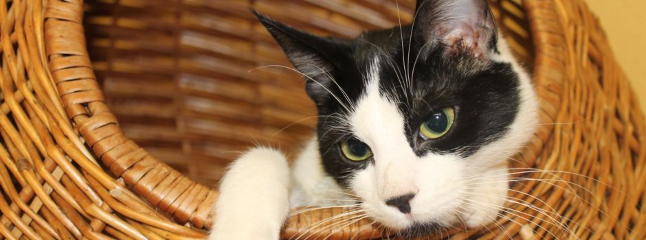 Tierheim Wiesbaden: „Viele Tiere werden blauäugig angeschafft“