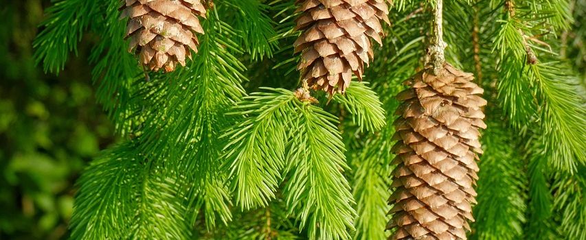 Abdeckreisig in Waldems: Jetzt Bestellen!