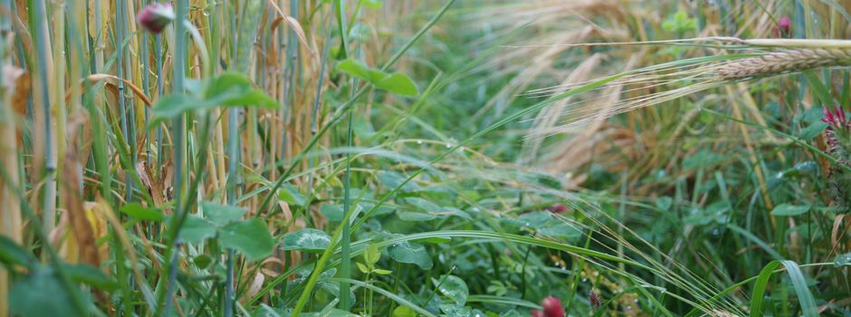Für mehr Biodiversität in der Landwirtschaft