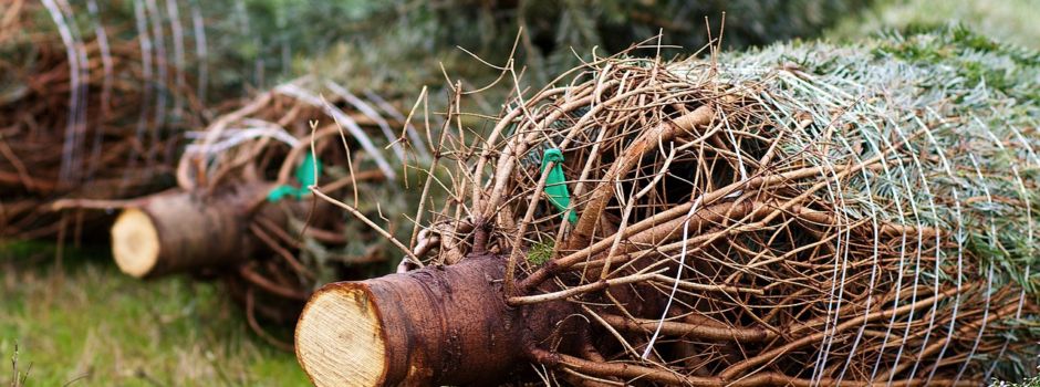 Restbestände vom Weihnachtsmarkt: Weihnachtsbäume günstig abzugeben