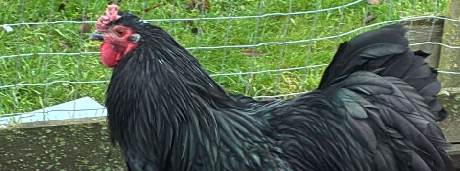 Aufhebung der Allgemeinverfügung Geflügelpest 