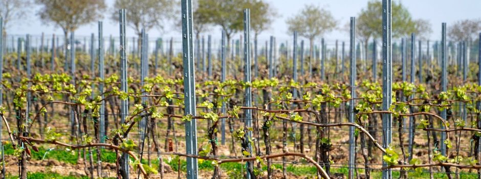 Rheinhessische Winzer müssen hohe Frostschäden verkraften