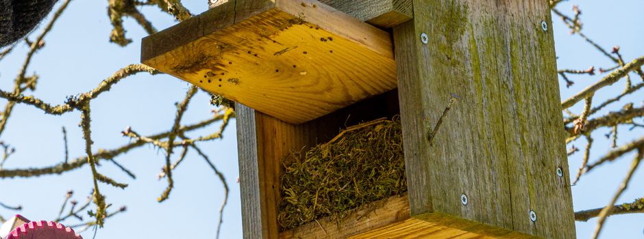 Nistkastenreinigung