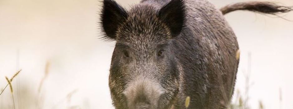 Pressemeldung der Kreisverwaltung Mainz-Bingen zur Afrikanischen Schweinepest
