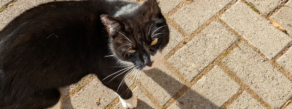 Wem gehört diese Katze?