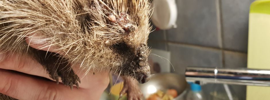 Niederkasseler Facebook-Post über die Gefahr von Mährobotern für Igel geht viral