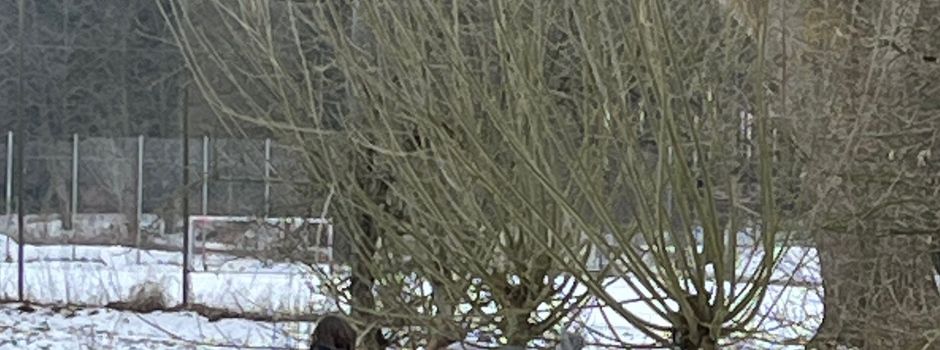 Weidenrückschnitt am Skaterplatz