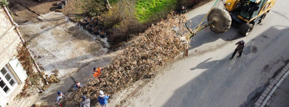 Riesen-Eiche auf Wonsheimer Weingut eingepflanzt