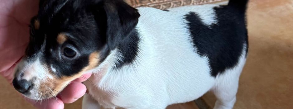 Hundewelpe vermisst?