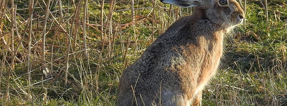 Myxomatose beim Feldhasen