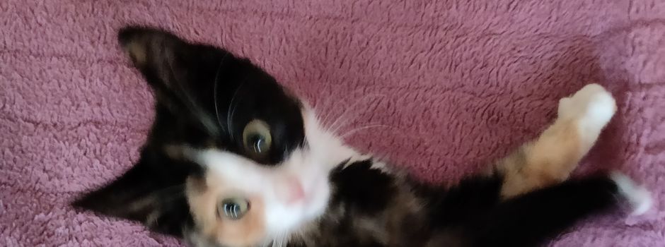 Junge Katze im Bereich Oberer Kirchberg zugelaufen.