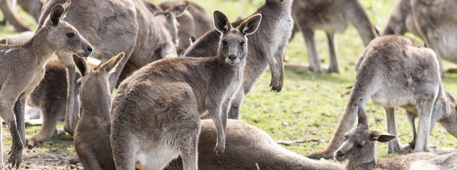 Zoo Neuwied hat Tiere gezählt: Das ist die Bilanz für 2025