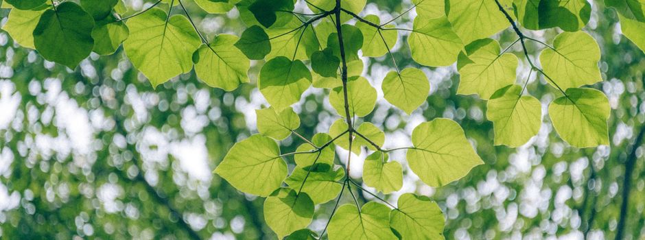 Life Tree - faire und hochwertige Kleidung