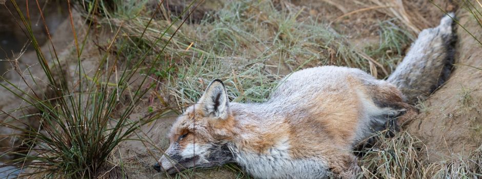 Füchse erschossen und im Gebüsch entsorgt - Polizei Mayen auf Zeugensuche