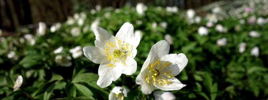 Der Frühling kommt voran