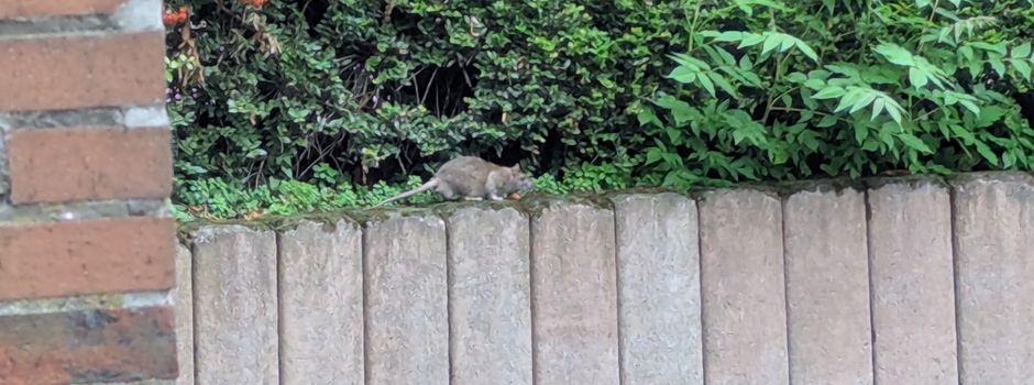 Rattenbefall in der Herta-Mansbacher-Anlage in Worms