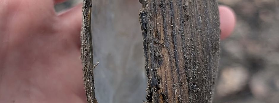 Amphibienschutzgruppe berichtet: die gemeine Teichmuschel  im Neuweiher