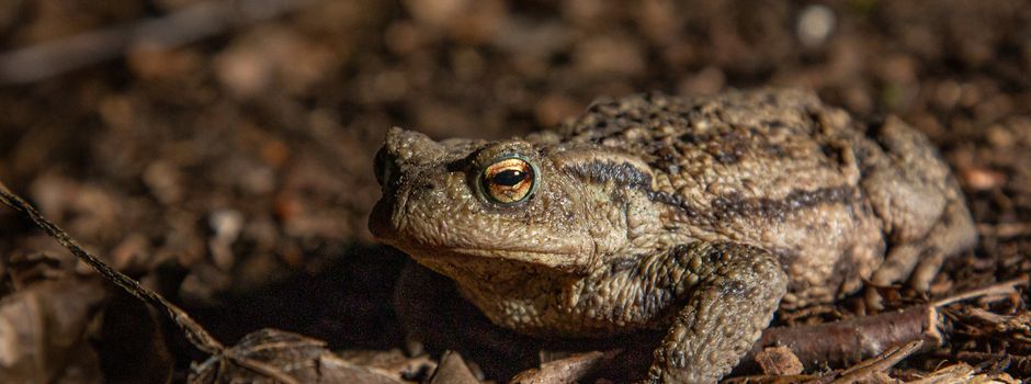 Krötenwanderung in Herzebrock‑Clarholz: Nächtliche Sperrungen aktiv