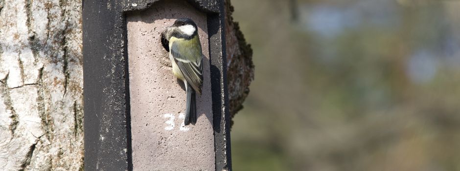 Herbstputz im Garten: Tipps zu Nistkästen, Wespennestern und Co