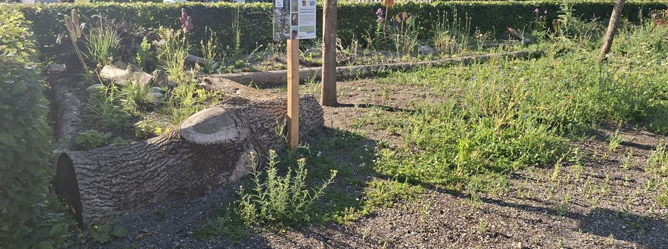 Warum die Blumenwiese noch nicht dicht ist
