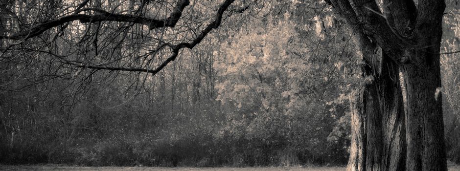 Einladung zur Gedenkveranstaltung am Volkstrauertag in Hachenburg