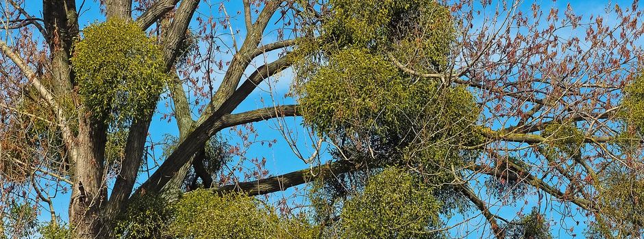 Projekt „Befallsdruckminderung der Misteln“ - Jetzt noch anmelden