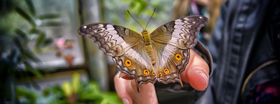 Schwarzlicht-Minigolf, Tierpark und Schmetterlingsgarten - Geesthachter Jugendpflege bietet Ferienprogramm