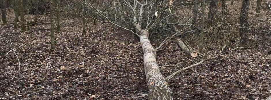 Verkehrssicherungspflicht