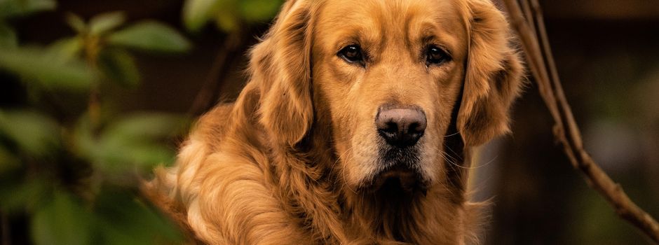 Möhre in Vagina: Golden Retriever sexuell misshandelt