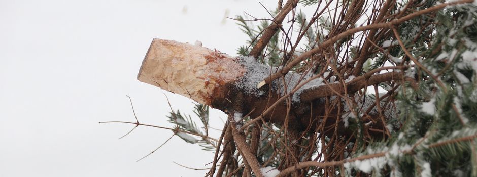 Weihnachtsbaum-Sammelaktion