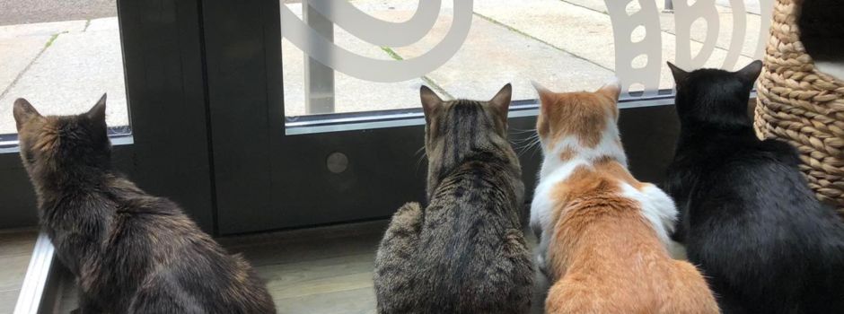 Mainz soll Katzencafé bekommen