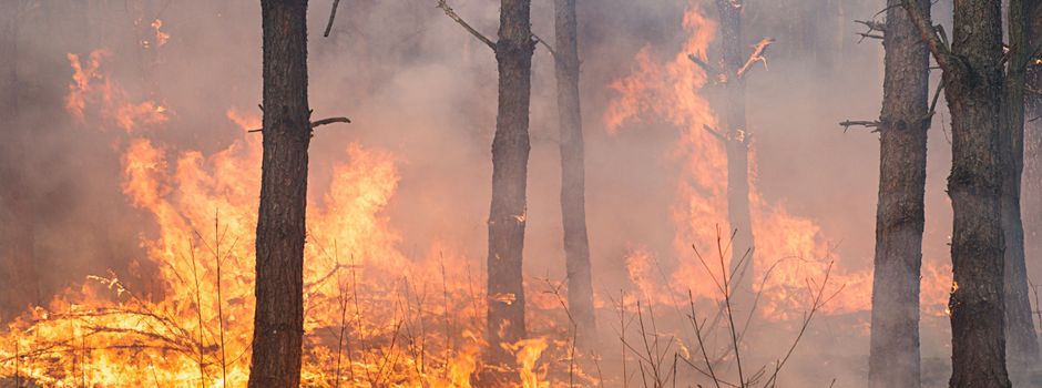 Trockenheit und Hitze: Waldbrandrisiko steigt – Vorsicht ist jetzt Pflicht
